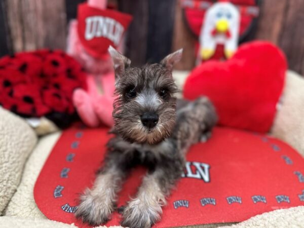 Miniature Schnauzer-Dog-Female-Salt / Pepper-26809-Petland Las Vegas, Nevada