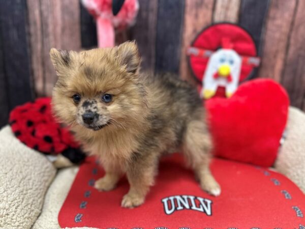 Pomeranian-Dog-Male-Red Merle-26818-Petland Las Vegas, Nevada