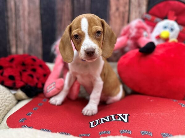 Beagle Dog Male Red and White 26815 Petland Las Vegas, Nevada