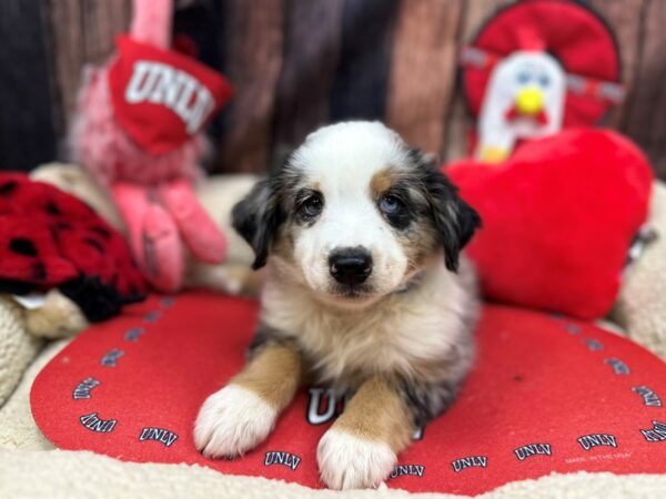 Miniature Australian Shepherd Dog Male Blue Merle 26823 Petland Las Vegas, Nevada