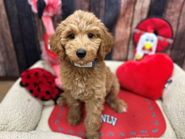 F1B Goldendoodle Dog Male Golden 26825 Petland Las Vegas, Nevada