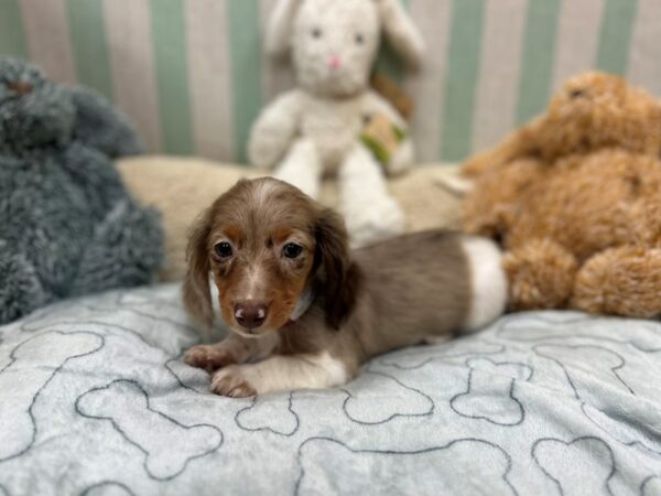 Dachshund Dog Female Chocolate / Tan 26835 Petland Las Vegas, Nevada