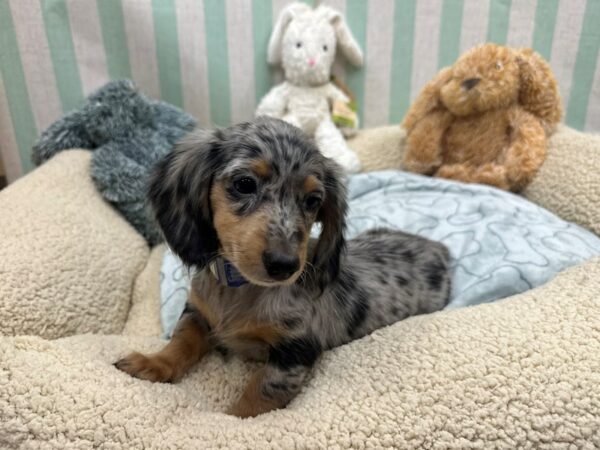 Dachshund Dog Male Black / Tan 26834 Petland Las Vegas, Nevada