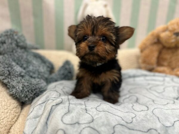 Yorkshire Terrier Dog Female Black / Tan 26843 Petland Las Vegas, Nevada