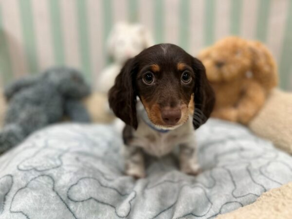 Dachshund Dog Female Chocolate / White 26840 Petland Las Vegas, Nevada