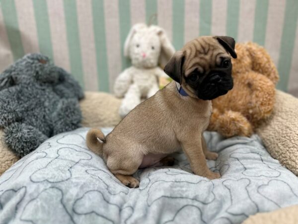 Pug-Dog-Male-Fawn-26842-Petland Las Vegas, Nevada