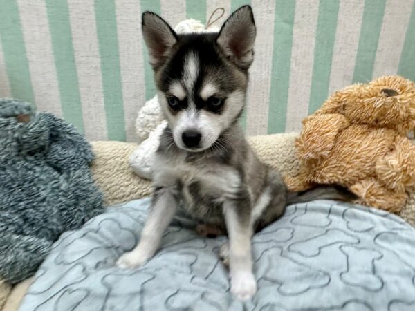 Alaskan Klee Kai Dog Male Black / White 26837 Petland Las Vegas, Nevada