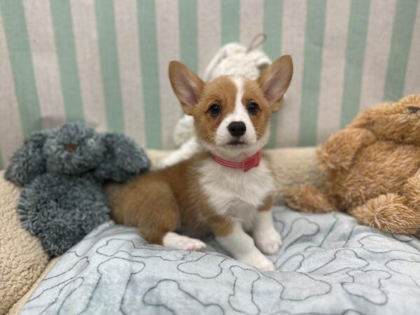 Pembroke Welsh Corgi Dog Female Red / White 26836 Petland Las Vegas, Nevada