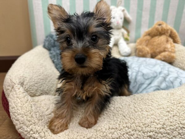 Silky Terrier Dog Female Black and Tan 26829 Petland Las Vegas, Nevada