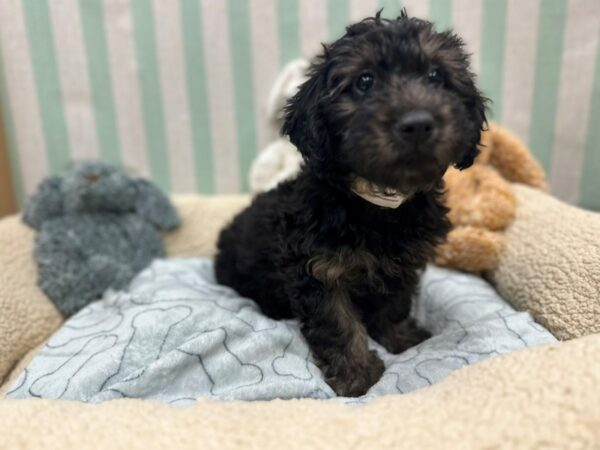 Mini Woodle-Dog-Male-Black and Tan-26826-Petland Las Vegas, Nevada