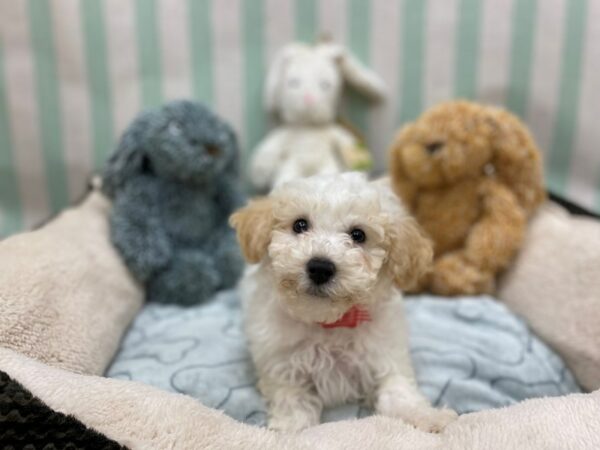 Bichon Frise/Poodle-Dog-Female-White and Cream-26827-Petland Las Vegas, Nevada