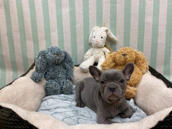 Boston Terrier/French Bulldog-Dog-Female-Blue-26845-Petland Las Vegas, Nevada