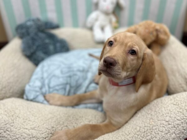 Labrador Retriever Dog Female Yellow 26833 Petland Las Vegas, Nevada