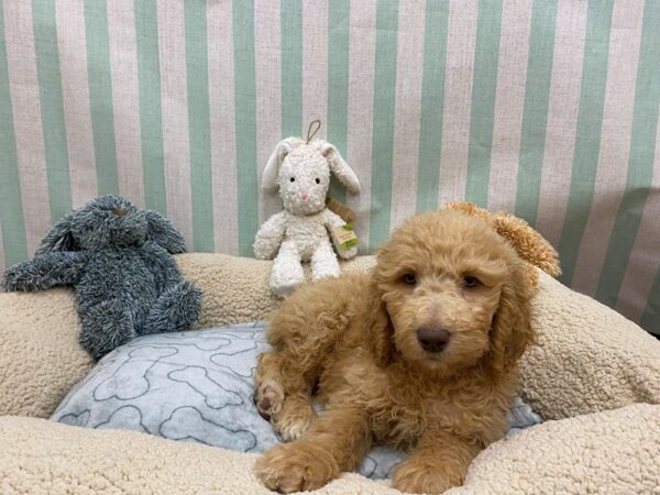 F1B Goldendoodle-Dog-Female-Golden-26851-Petland Las Vegas, Nevada