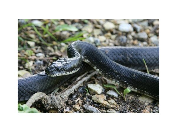 [#17] Male Everglades Rat Snake Reptiles For Sale