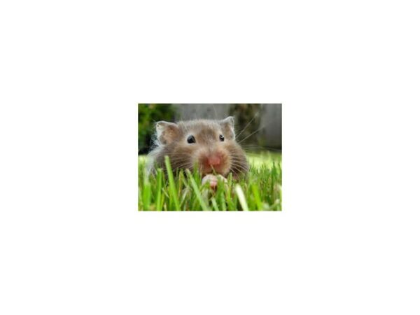 [#6] Male Teddy Bear Hamster Small Animals For Sale