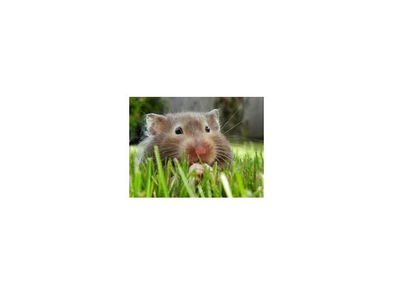 Teddy Bear Hamster - 6 Image #1