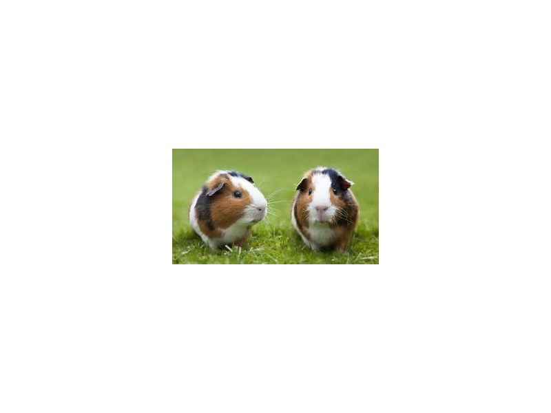 Guinea Pig - 7 Image #1