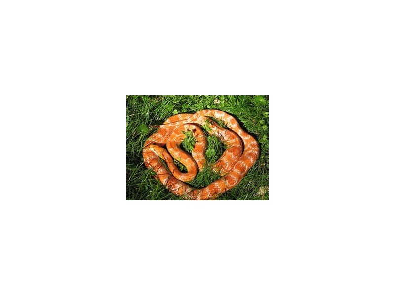 Corn Snake - 16 Image #1