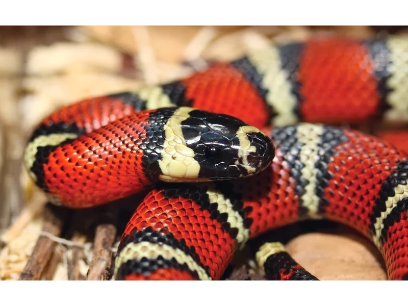 Milk Snake - 18 Image #1