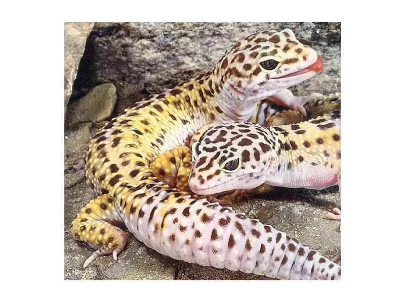 Leopard Gecko - 8 Image #1