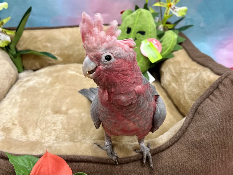 Rose Breasted Cockatoo - 26623 Image #1
