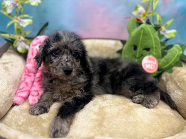 [#26735] Merle Male F1B Mini Goldendoodle Puppies For Sale