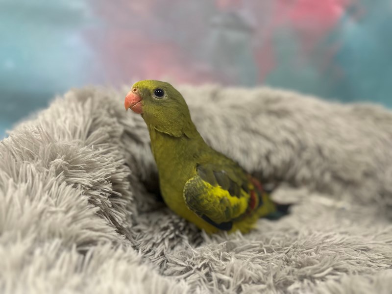 Regent Parrot - 26626 Image #1