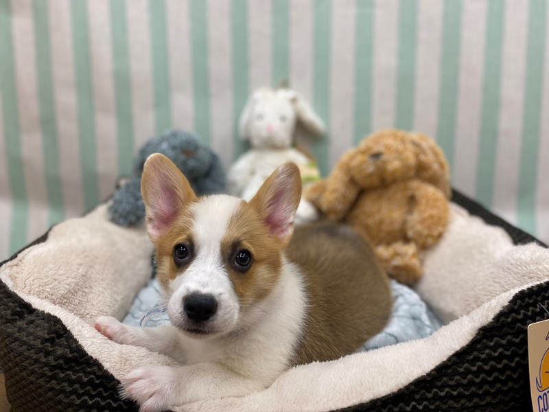 Pembroke Welsh Corgi - 26841 Image #1