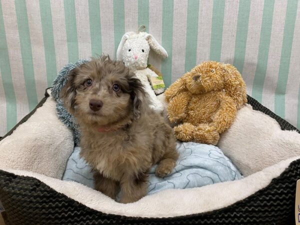 [#26828] Merle Female F2 Mini Aussiedoodle Puppies For Sale