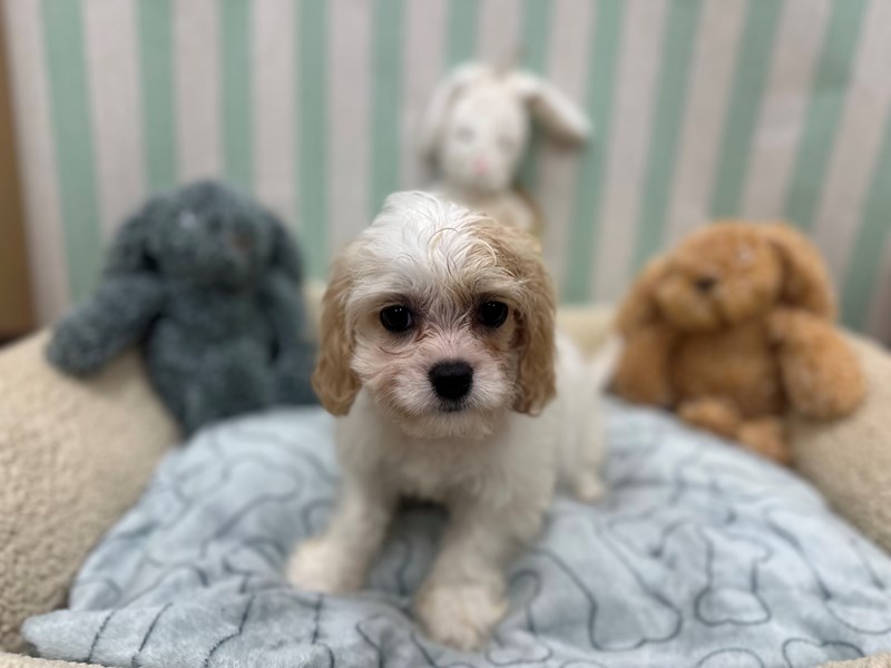 Bichon Frise/Cavalier King Charles Spaniel - 26844 Image #1
