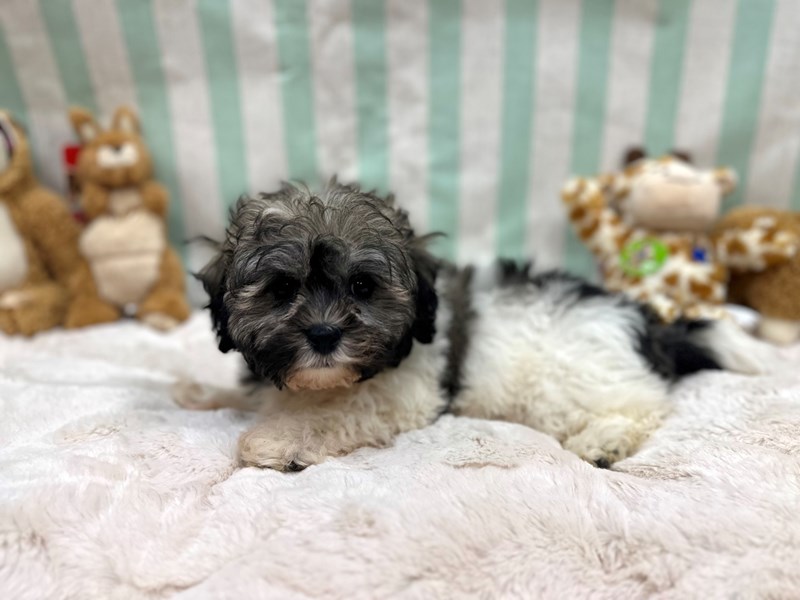 Bichon Frise/Shih Tzu - 26862 Image #1