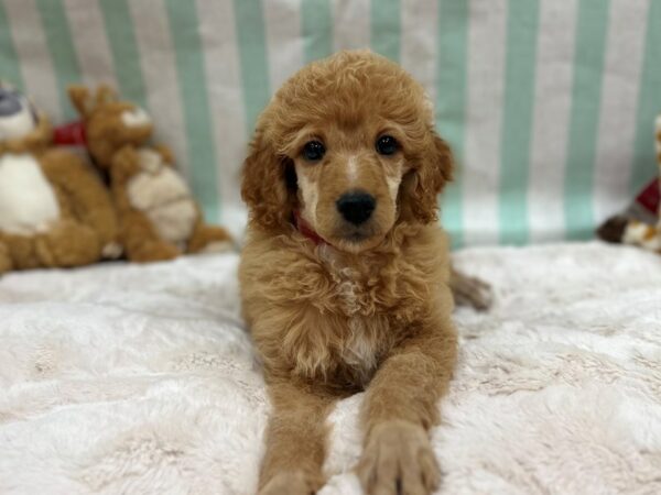 [#26861] Apricot Female Standard Poodle Puppies For Sale