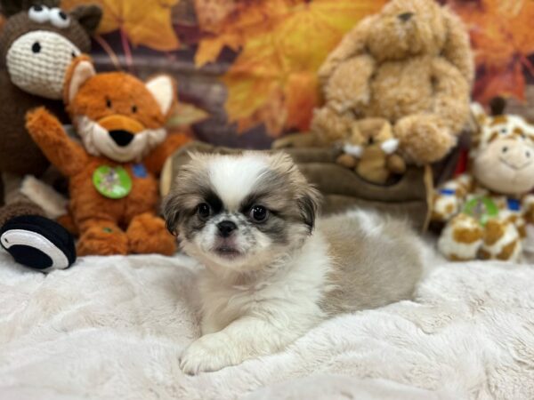 [#26874] White / Fawn Male Pekingese Puppies For Sale