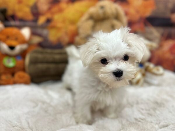 [#26872] White Male Maltese Puppies For Sale