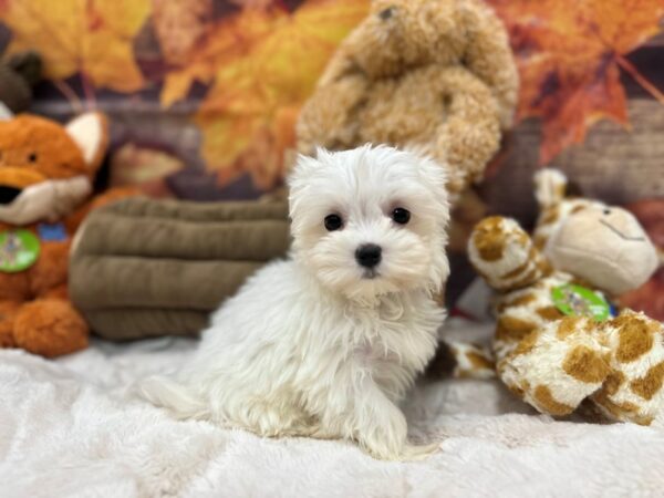 [#26871] White Female Maltese Puppies For Sale