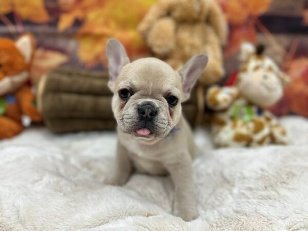 [#26870] Blue Fawn Female French Bulldog Puppies For Sale