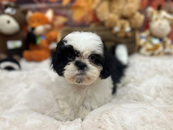 [#26891] BLK/WHT Female Shih Tzu Puppies For Sale