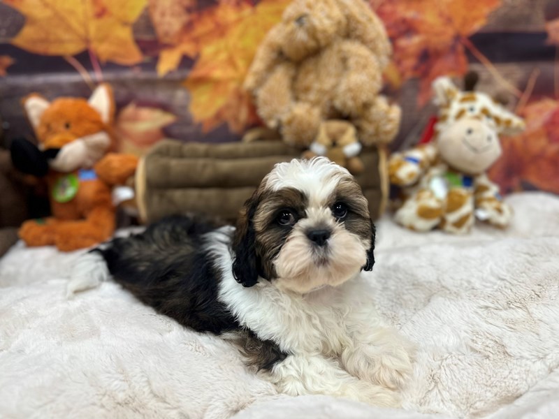 Shih Tzu - 26890 Image #1