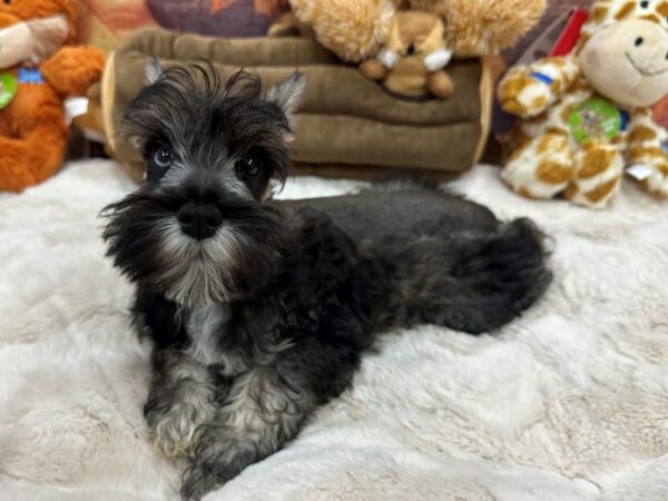 [#26886] Black and Silver Female Miniature Schnauzer Puppies For Sale