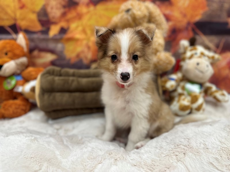 Shetland Sheepdog - 26875 Image #1