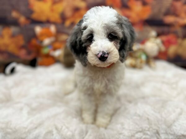 [#26881] White / Blue Merle Female F1b Cockapoo Puppies For Sale