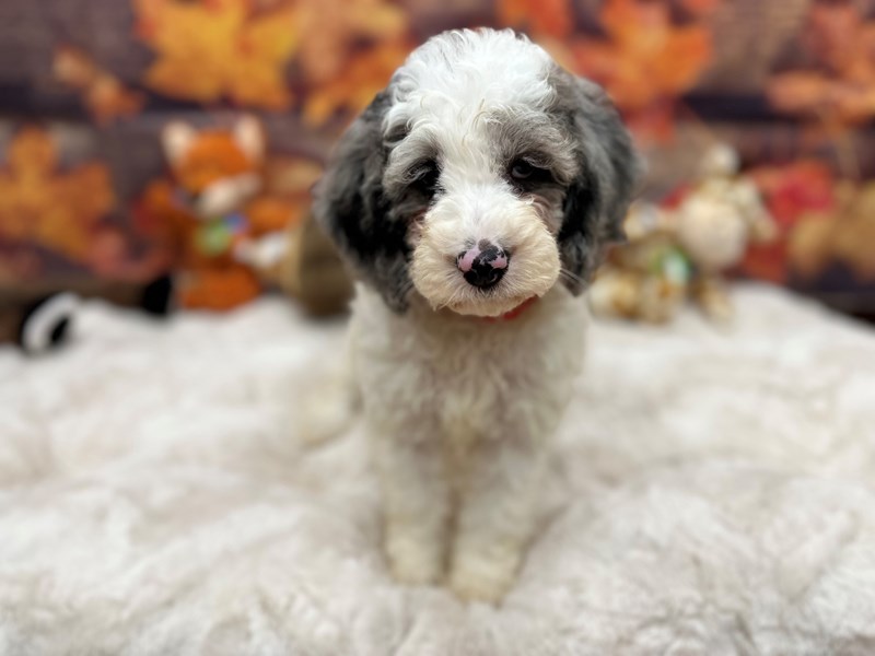 F1b Cockapoo - 26881 Image #1