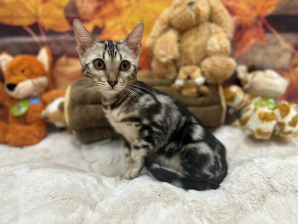 [#26892] BROWN Female Bengal Kittens For Sale