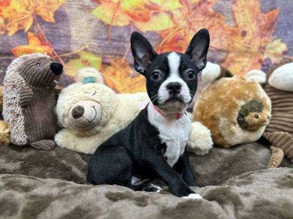[#26914] Black / White Female Boston Terrier Puppies For Sale