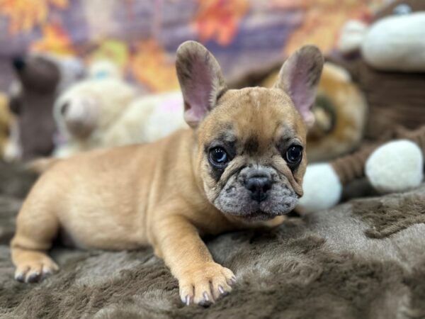 [#26922] Chocolate Fawn Merle Female French Bulldog Puppies For Sale