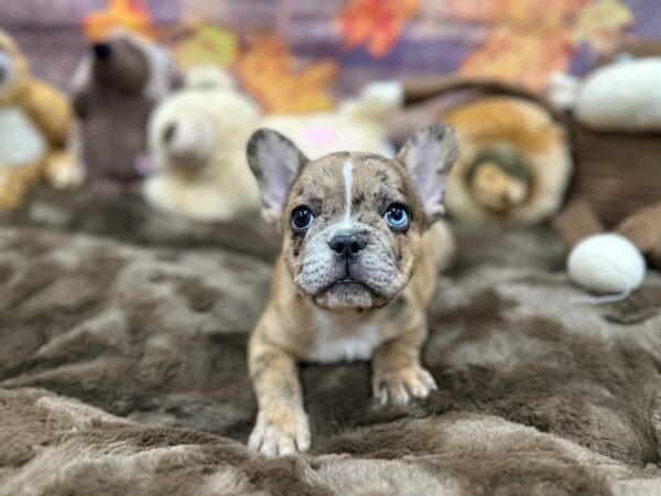[#26921] Chocolate Fawn Merle Male French Bulldog Puppies For Sale