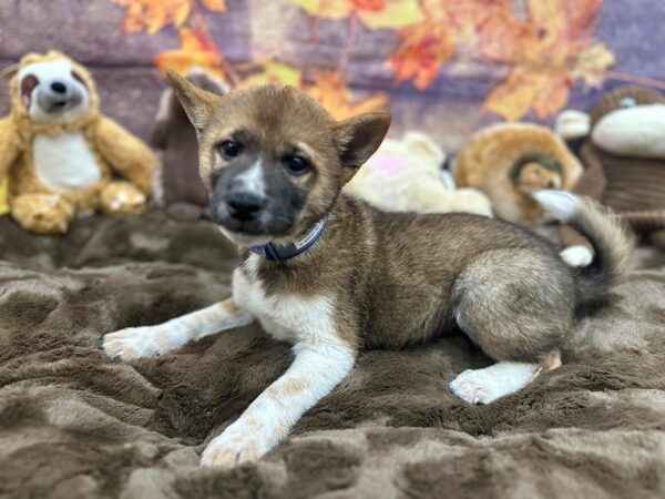 [#26896] Red Sesame Male Shiba Inu Puppies For Sale