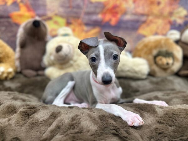 [#26898] Blue Female Italian Greyhound Puppies For Sale