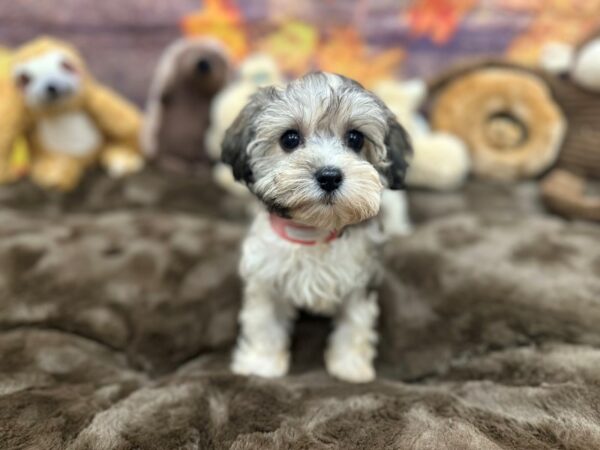 [#26918] Silver Sable Female Havanese Puppies For Sale
